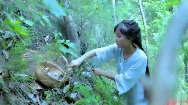 暴雨之后吃鸡枞菌的季节,摘些臭黄荆叶子搅一盆豆腐开开胃!