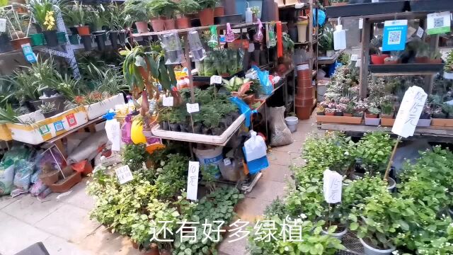 北京最大的花鸟鱼虫市场是什么样的?快跟我一起来逛一下…