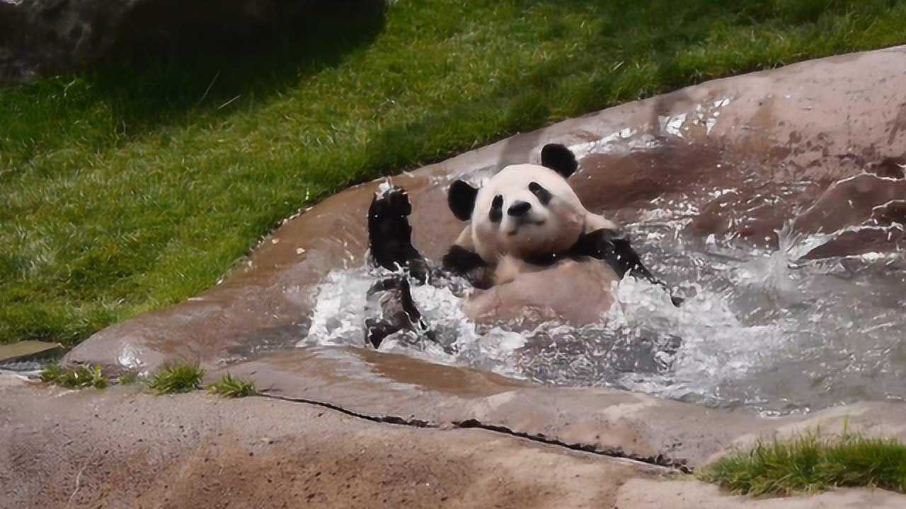 熊猫大叔童心未泯每天沉溺于泡澡神操作更是萌翻众人