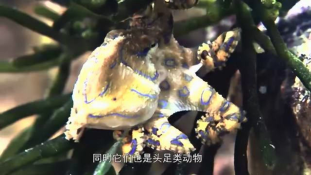 章鱼是一种很特殊的生物,它既是无脊椎动物,同样还是头足类动物