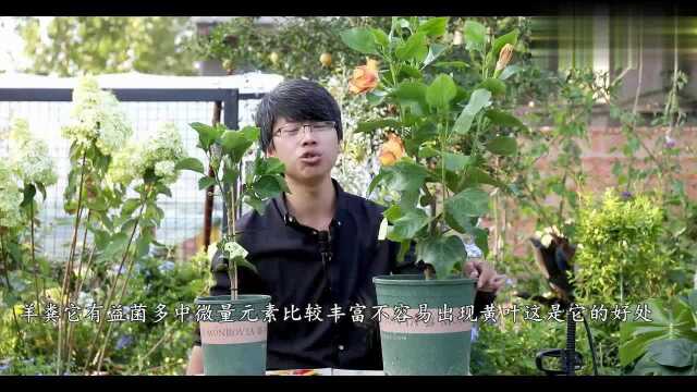 颜色“梦幻”的朱槿花,比月季花颜色还丰富,一朵花开出几种颜色