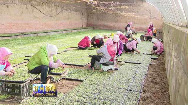 甘州区扩大农业保险覆盖面助力脱贫攻坚