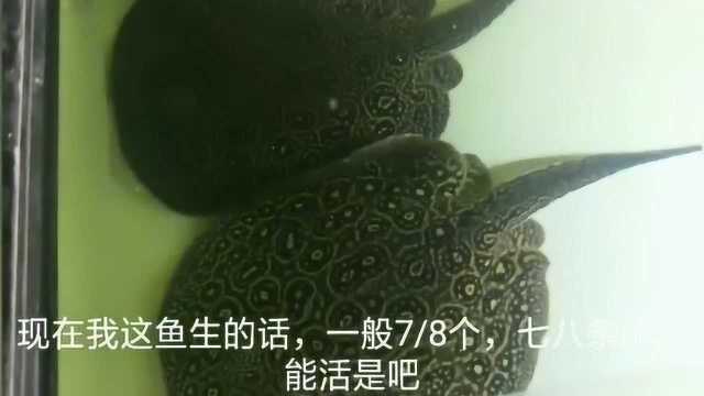 1米多长银龙鱼什么价?还有一种叫“黑帝”的鱼,一条要1350