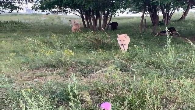 狼王呼叫野狼群,这声音真瘆得慌,野狼从各个方向飞奔而来