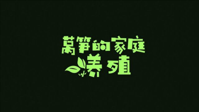 植物那些事儿—莴笋