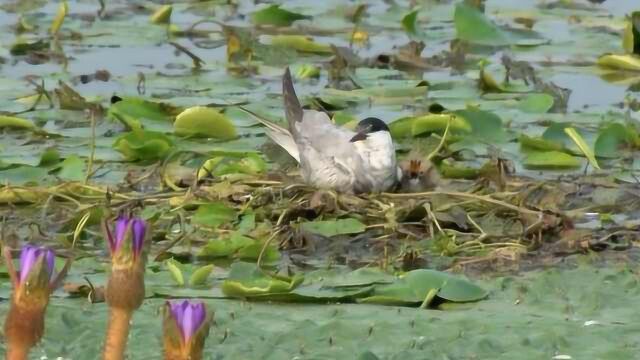 可爱到爆!万只须浮鸥栖息江苏邵伯湖,引来“长枪短炮”