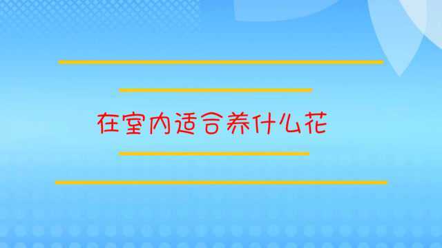 在室内适合养什么花种?