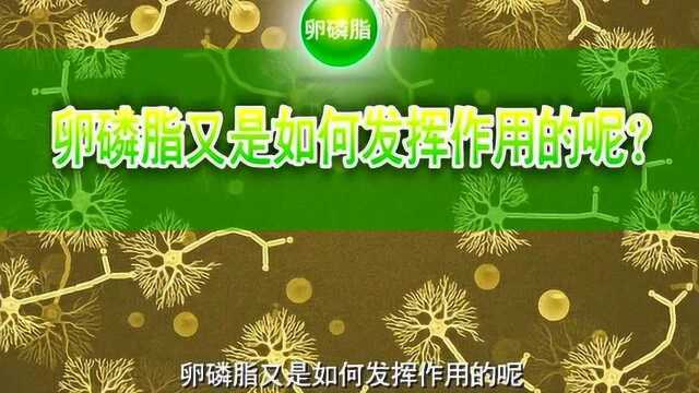 藻油dha的作用与功效