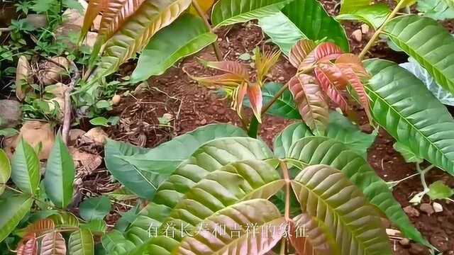 农村这种奇臭无比的植物,俗称“臭椿”,价值比香椿还高的食材