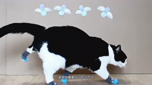 给猫咪穿上鞋子后,猫咪会有什么反应?网友:它要重新学走路了!