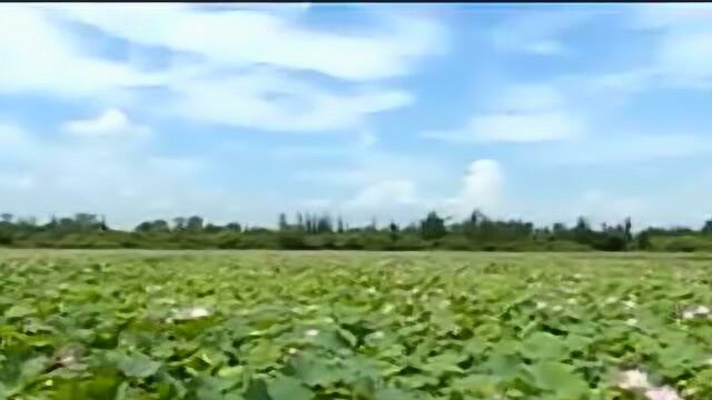 湿地海口: 人杰地灵生态美 海口湿地远扬名