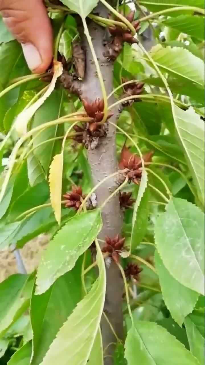 看看这大樱桃树的花芽又是一个丰收年