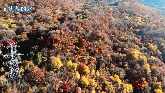 航拍四川阿坝黑水县亚洲最大80里天然彩林,川西秋天最缤纷色彩在这,壮美