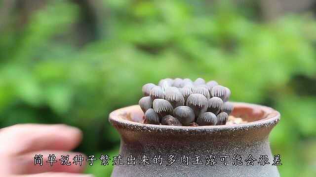 多肉玉露开花了怎么办?花箭是留是剪?其实取决于母株