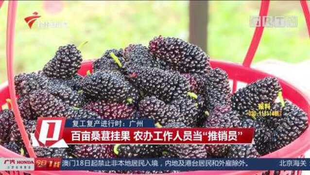 复工复产进行时:广州百亩桑葚挂果,农办工作人员当“推销员”