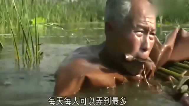 舌尖上的中国:嫩滑的蒲菜沁入舌尖,久久不能忘怀