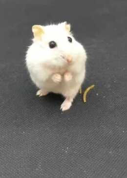 第一次见会恭喜发财的小仓鼠,好可爱!网友:好想养一只 - 腾讯视频