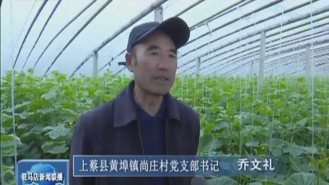 上蔡县尚庄村种植大棚蔬菜走上致富路