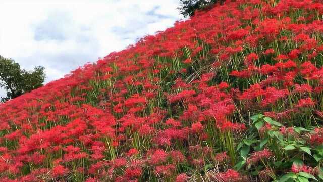 彼岸花开满山,曼珠沙华鲜红似火