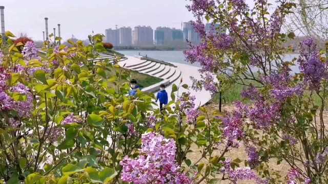 别再去日本看花了,邯郸大名也有让人窒息的美景!