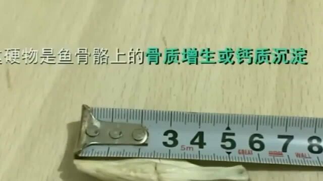 吃鱼吃出鱼宝?鉴定机构:价值200万