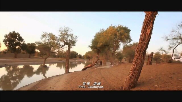 心跳戈壁 MV:同名主题曲 (中文字幕)