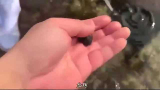 趁退潮赶海,海胆海螺为什么大白天如此色无忌惮跑出来?太嚣张