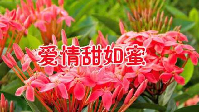 邓丽君一首怀旧经典《爱情甜如蜜》唱得情深意浓,听得如痴如醉!