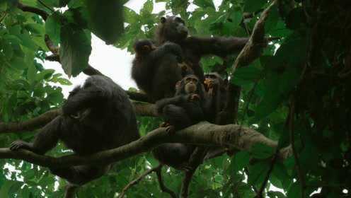 贡贝国家公园的黑猩猩