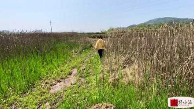 农村小小植物却是新商机,市场一斤30元,又一个种植户新出口!