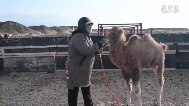 甘肃马鬃山:边境牧民的骆驼致富经