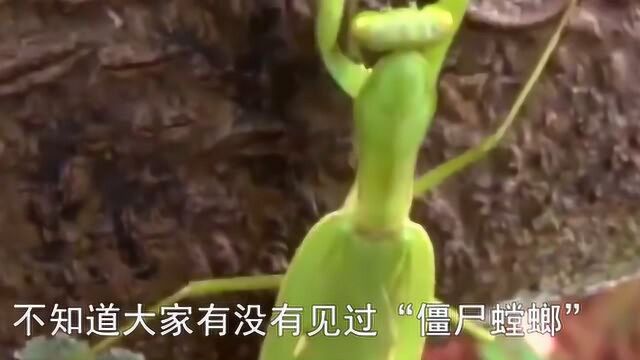 僵尸界的“僵尸螳螂”,能操控生物尸体行动,动物版的行尸走肉!