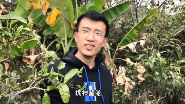 200多年古树茶,传统手艺炒制,只卖1500元一公斤,真是太便宜了