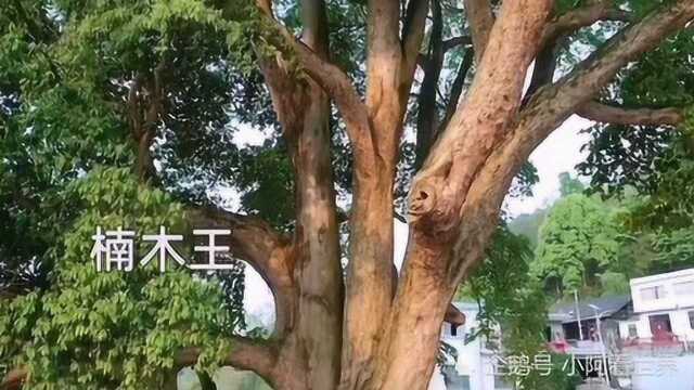 中国最大金丝楠木树,已有1300多年,村里的镇村之宝