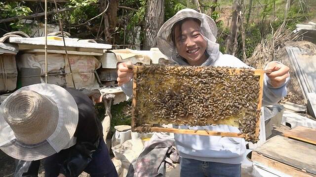 农村大叔传统古法养蜂,酿造天然百花蜜,一开封香甜扑面