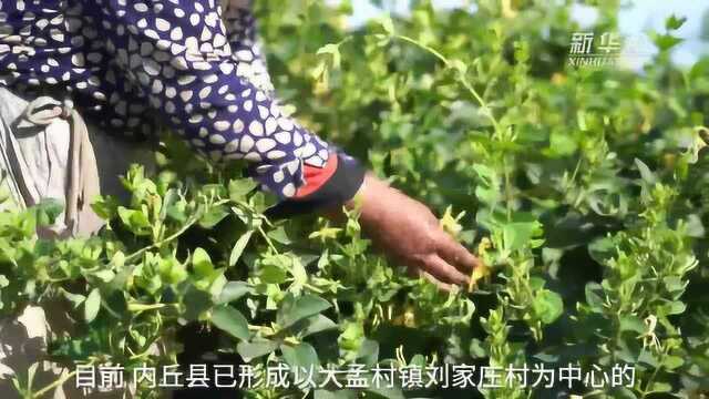 河北内丘:金银花铺筑山区增收路