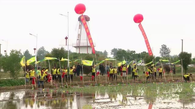 秧歌撩春,田园永丰:天长市2020皖东“开秧门”农俗文化节