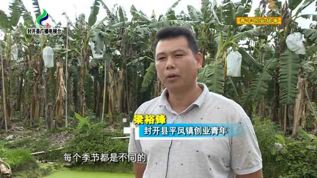 梁裕锋:种植业发展越来越大 成为平凤镇种植大户