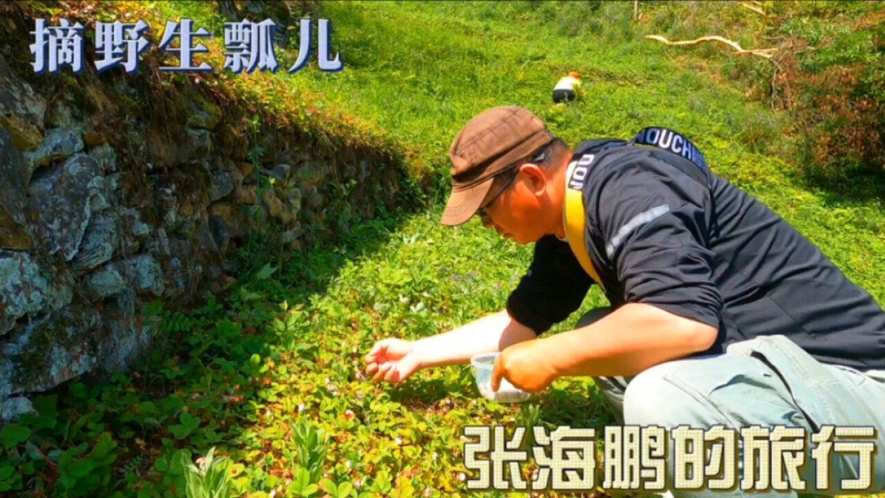 摩旅回到略阳第一天,上山摘“瓢儿”,五月的略阳野生瓢漫山遍野