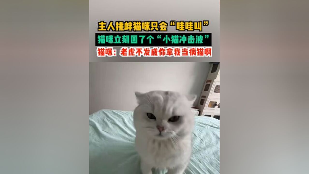 1月19日北京,主人挑衅猫咪只会“哇哇叫”,猫咪很生气,立刻回了个“小猫冲击波”,猫咪:老虎不发威你拿我当病猫啊!