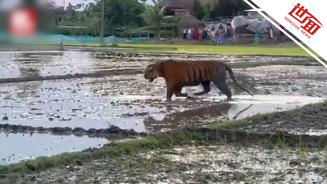 直击印度猛虎袭击居民现场:老虎在农田里飞奔咆哮 2人重伤被送医