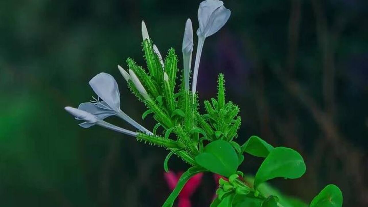 纯洁无暇!延时摄影欣赏白雪花绽放