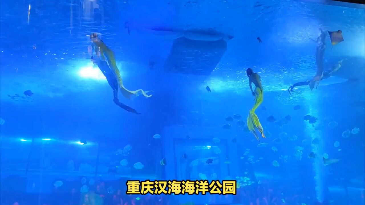 重庆汉海之旅:与海洋生物亲密接触,畅游海底世界!