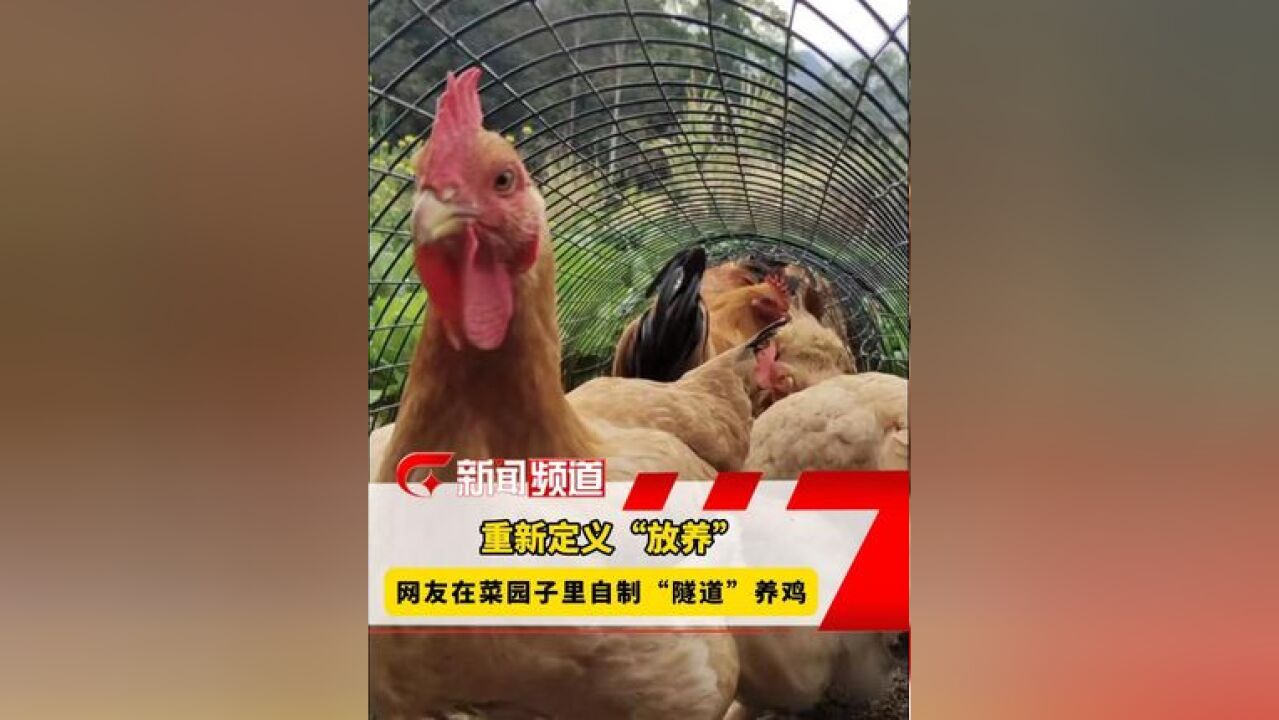 网友在自家菜园子里养鸡,鸡在自制“隧道”中散步