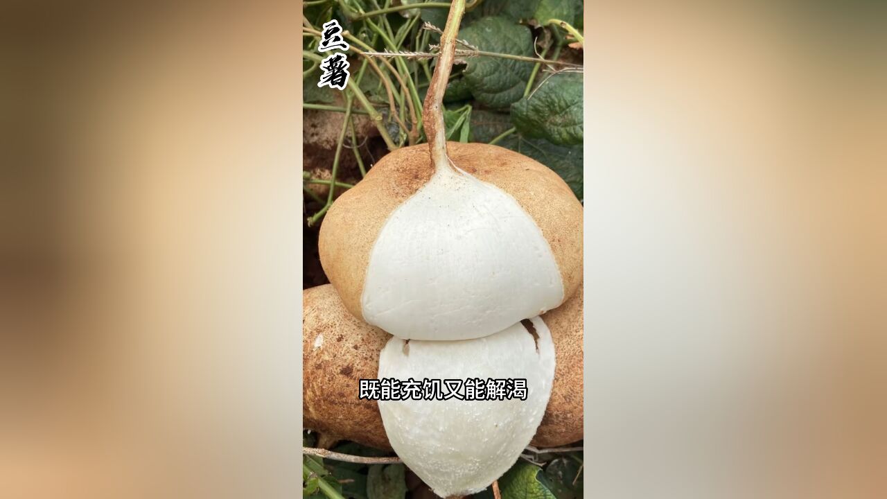 这种既可以炒菜、也可以当水果吃的植物,你们叫它什么名字呢?