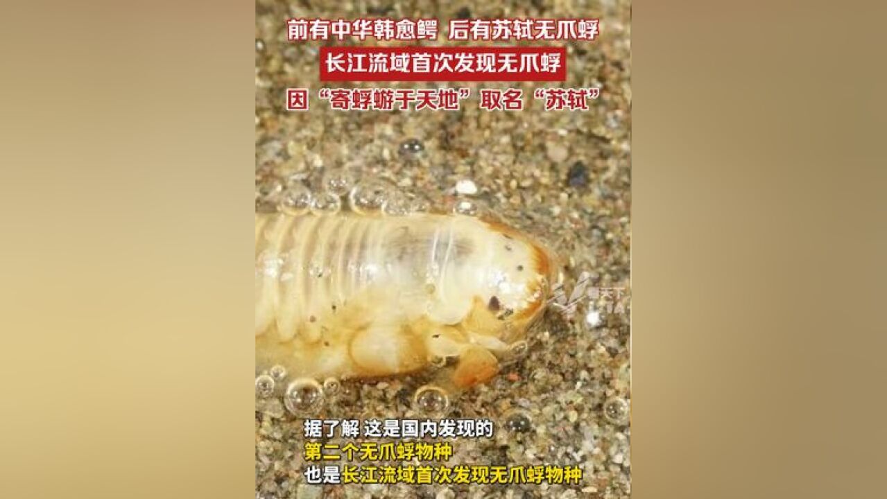 前有中华韩愈鳄,后有苏轼无爪蜉,长江流域首次发现无爪蜉,因苏轼散文《赤壁赋》中“寄蜉蝣于天地”,取名“苏轼”