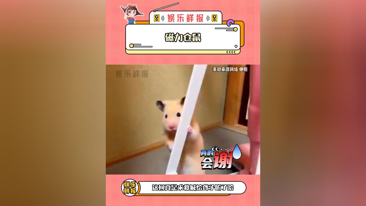 仓鼠:真是求救喊给聋子听