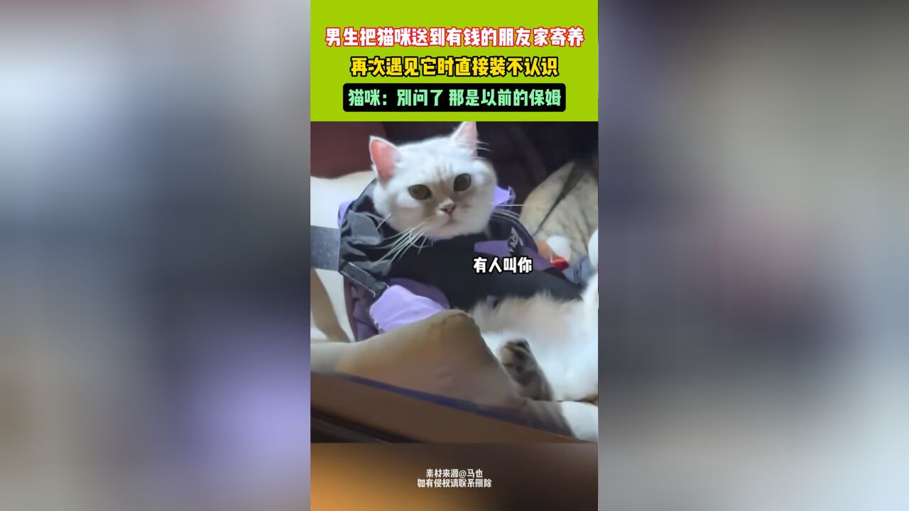 男生把猫咪送到有钱的朋友家寄养