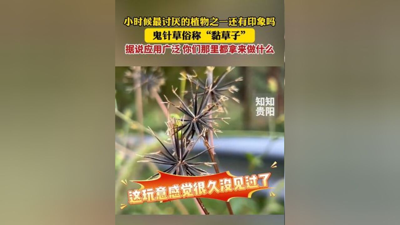 小时候最讨厌的植物之一还有印象吗?鬼针草俗称“黏草子”,据说应用广泛,你们那里都拿来做什么