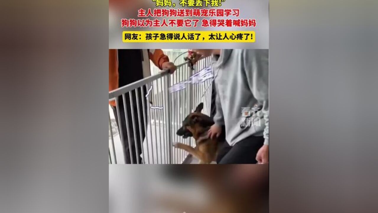 “妈妈,不要丢下我! 主人把狗狗送到萌宠乐园学习 狗狗以为主人不要它了 急得哭着喊妈妈 网友::孩子急得说人话了,太让人心疼了!